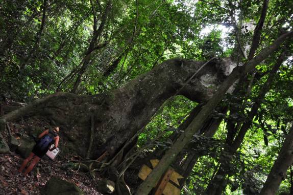 Admirando a incrível figueira na cratera do The Quill, em Statia - Caribe